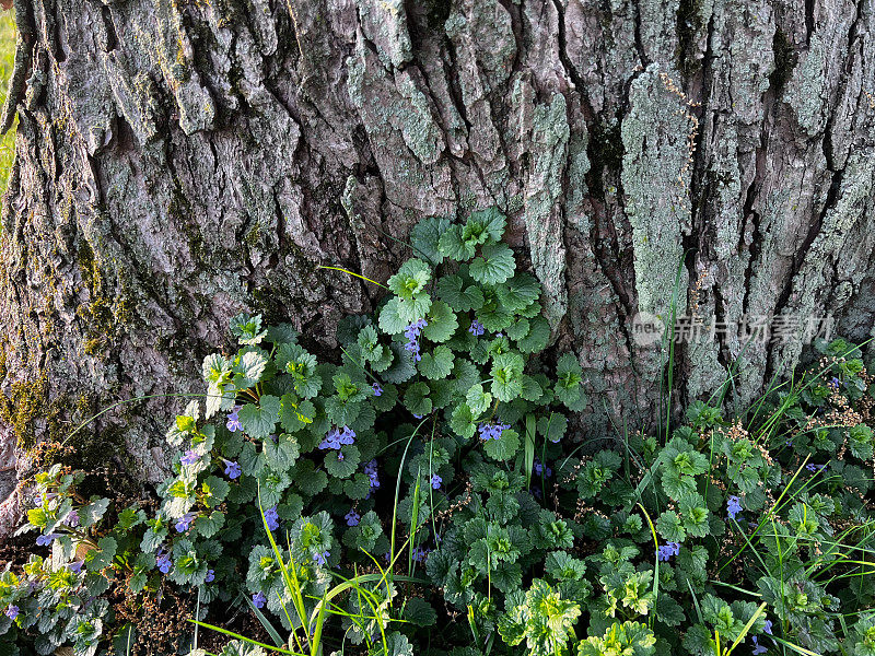 Creeping Charlie Weed Growing on Tree